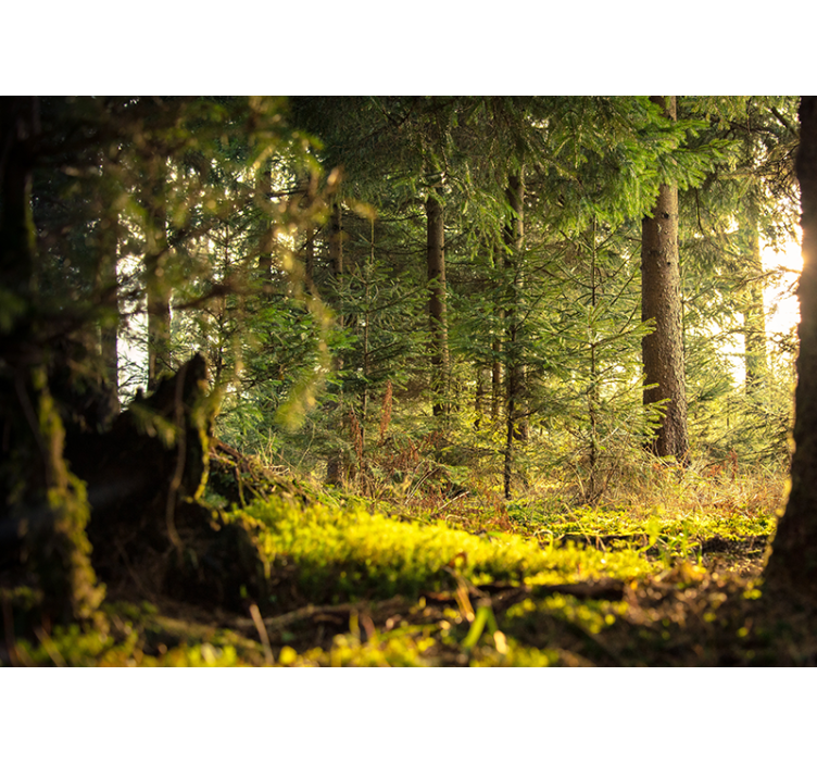 森林墙壁画宁静绿色风景 - TenStickers