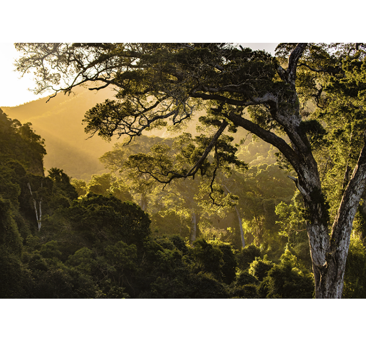 壁画质地展现郁郁葱葱的森林景色 - TenStickers