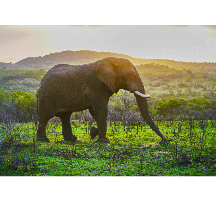 动物墙壁画壮丽的大象场景 - TenStickers