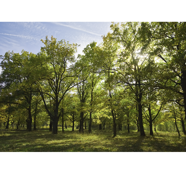 壁画质地生动的绿叶风景 - TenStickers