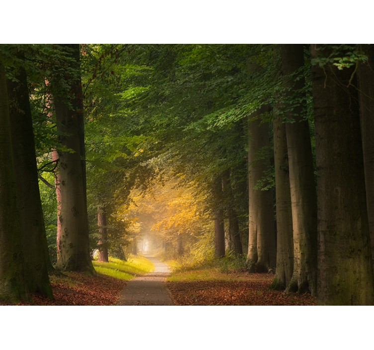 壁画质地森林小径场景 - TenStickers