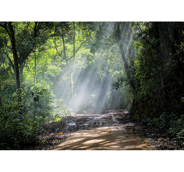 壁画质地的光辉森林小径 - TenStickers