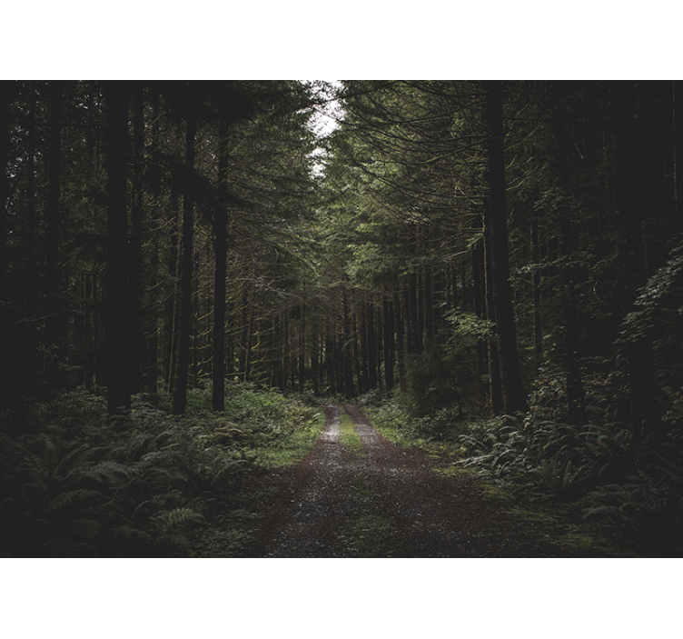 壁画质地生机盎然的林间小径 - TenStickers