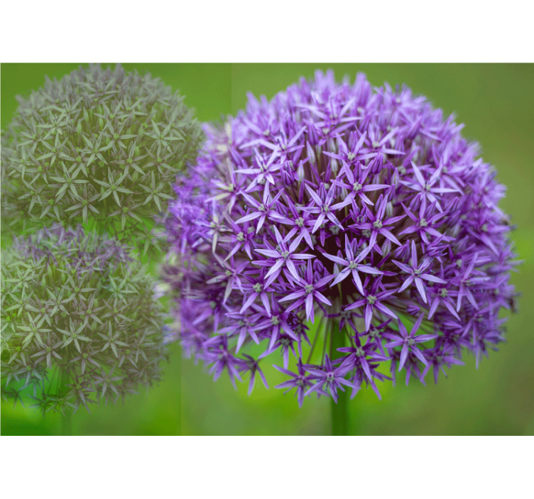 罂粟墙壁画紫色花卉装饰 - TenStickers