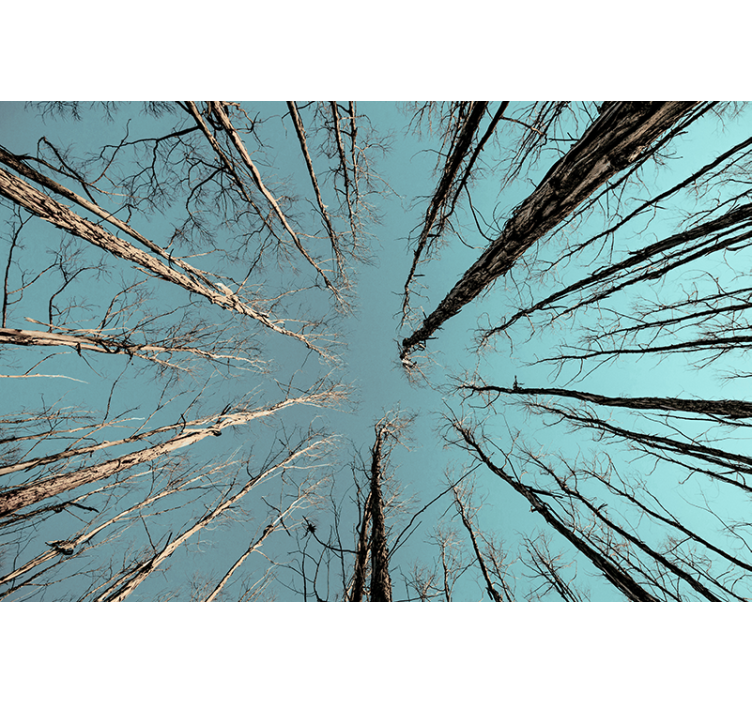 树木墙壁画树木直达天空 - TenStickers