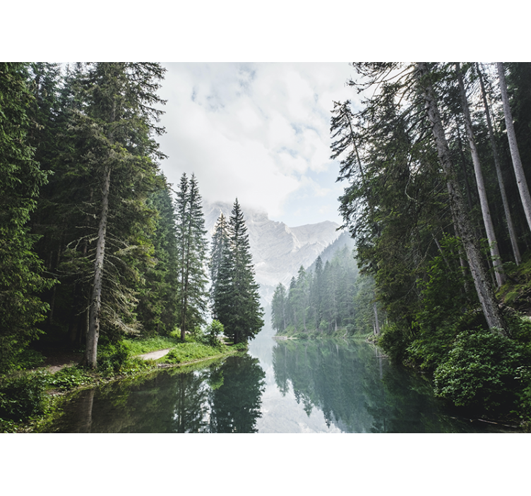 风景墙壁画宁静森林回响 - TenStickers