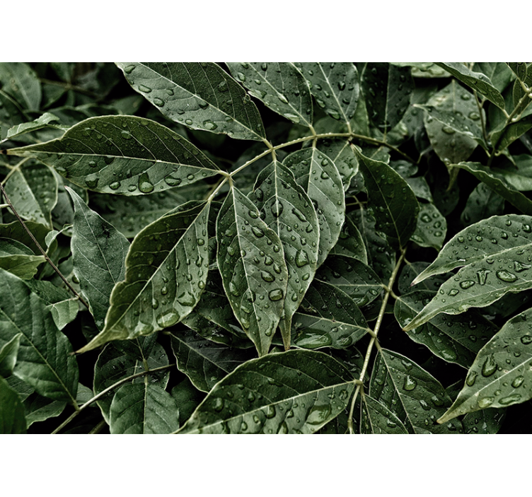 壁画质地呈现生机勃勃的叶片表面 - TenStickers