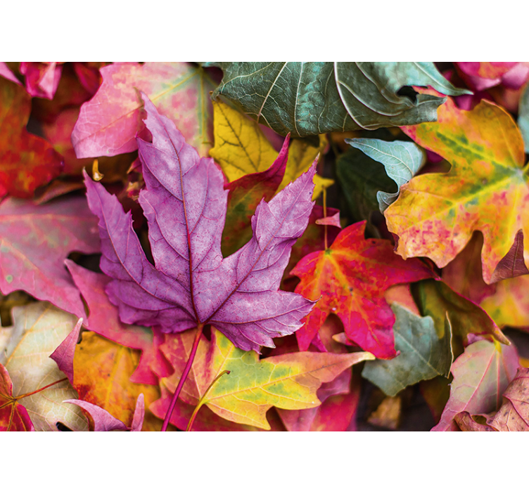 花墙壁画展现多彩叶子图案 - TenStickers