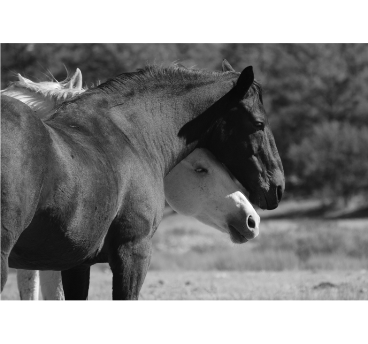 动物墙壁画与马的陪伴 - TenStickers