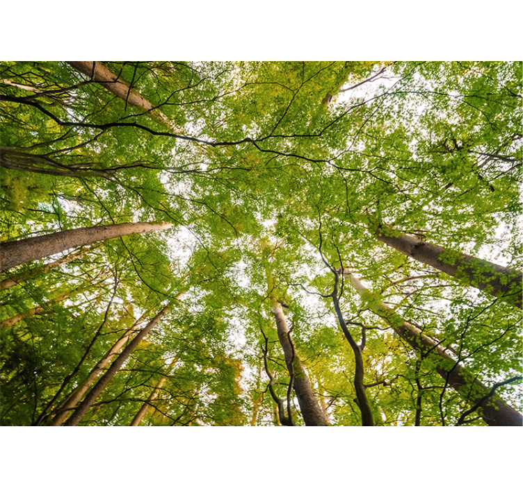 森林墙壁画带来郁郁葱葱的绿叶天篷 - TenStickers