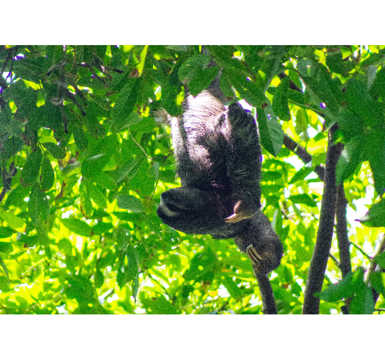 动物墙壁画懒熊挂绿植 - TenStickers