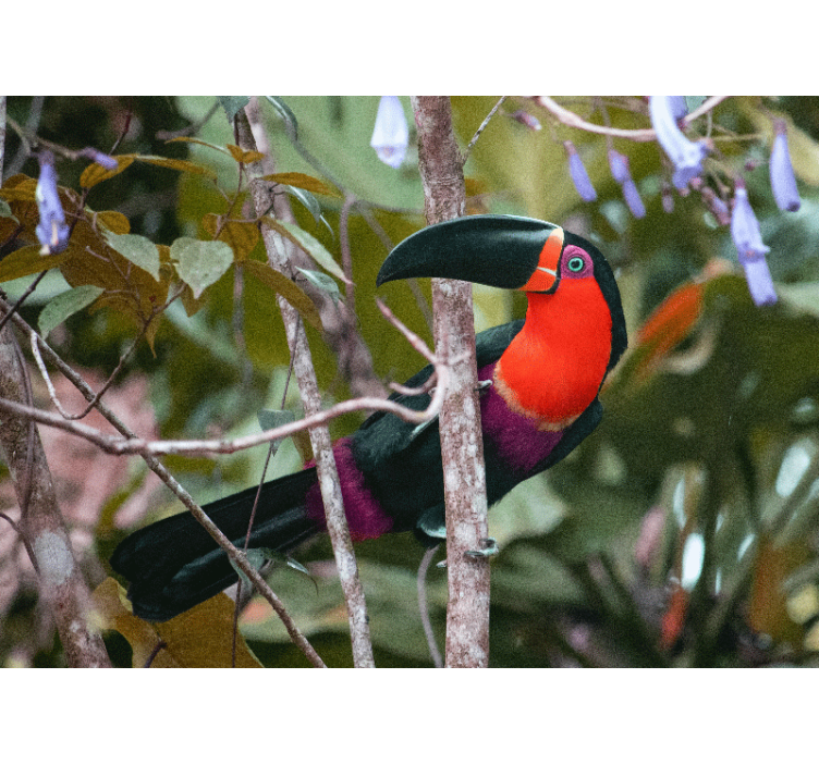 动物墙壁画：色彩斑斓的巨嘴鸟展示 - TenStickers