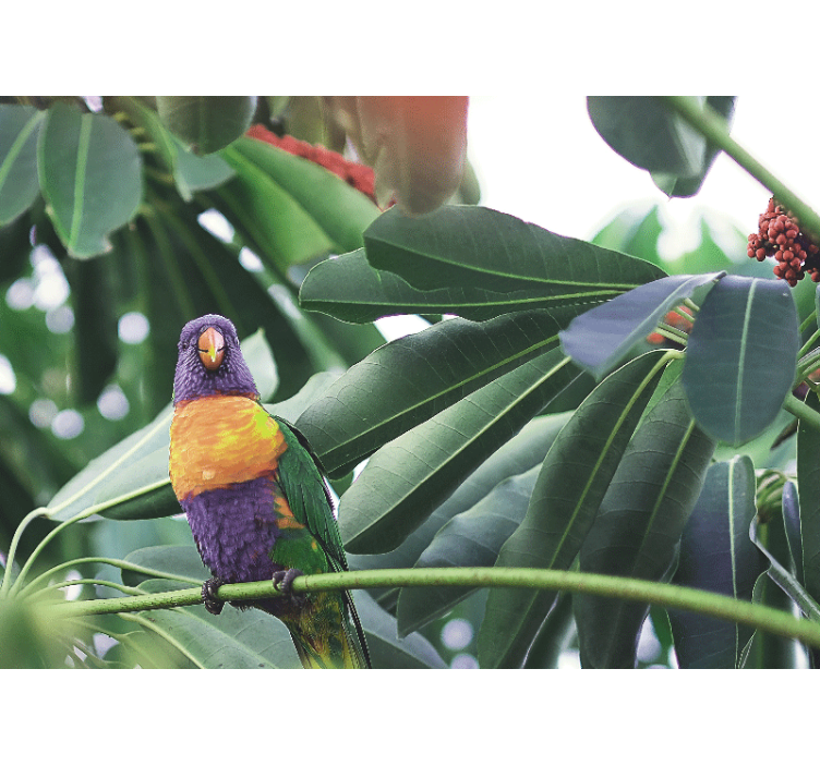 动物墙壁画 色彩斑斓的鹦鹉栖息 - TenStickers