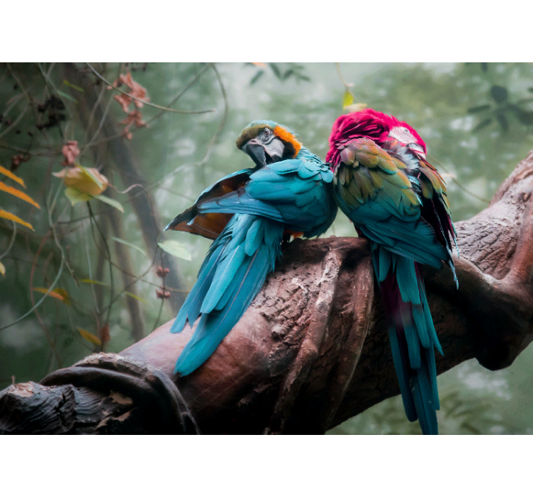 动物墙壁画 彩色鹦鹉相拥 - TenStickers