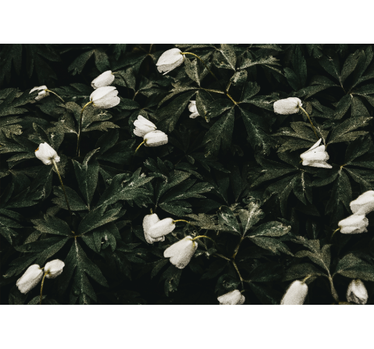 花墙壁画温柔白花 - TenStickers