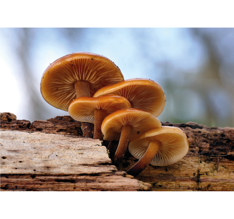 花墙壁画蘑菇丛 - TenStickers