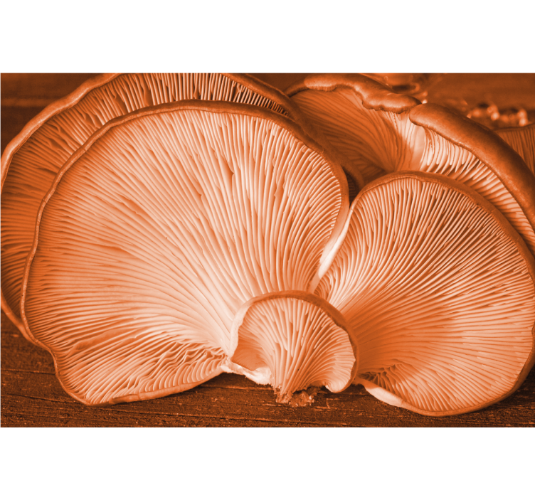 花墙壁画展现蘑菇质感 - TenStickers