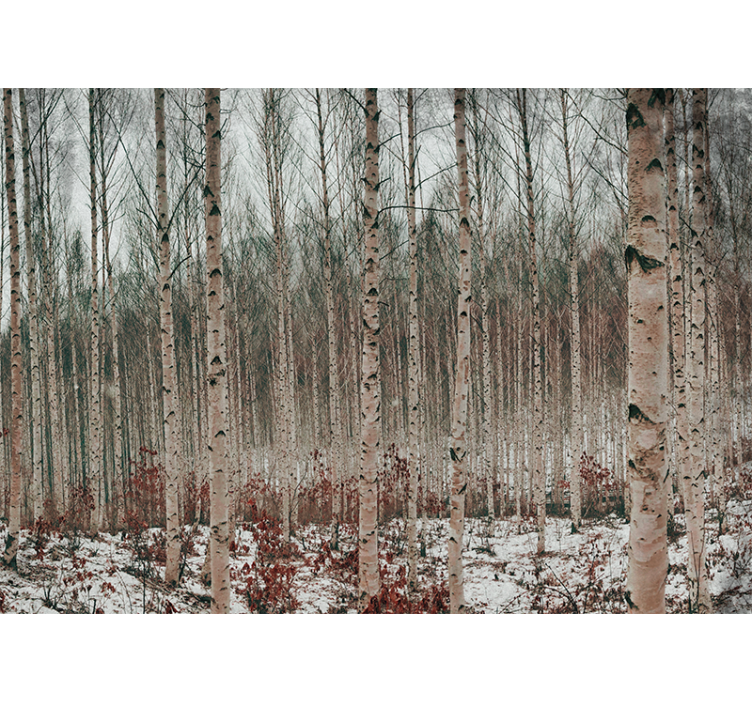 森林墙壁画白桦树景观 - TenStickers