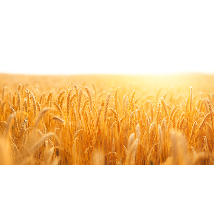 壁画质地展现金色麦田 - TenStickers