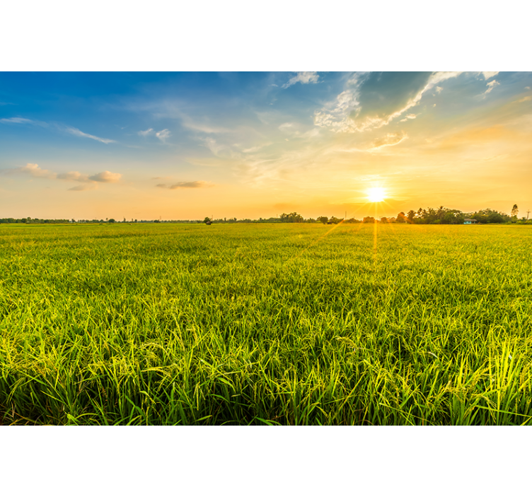 风景墙壁画日落映绿田 - TenStickers