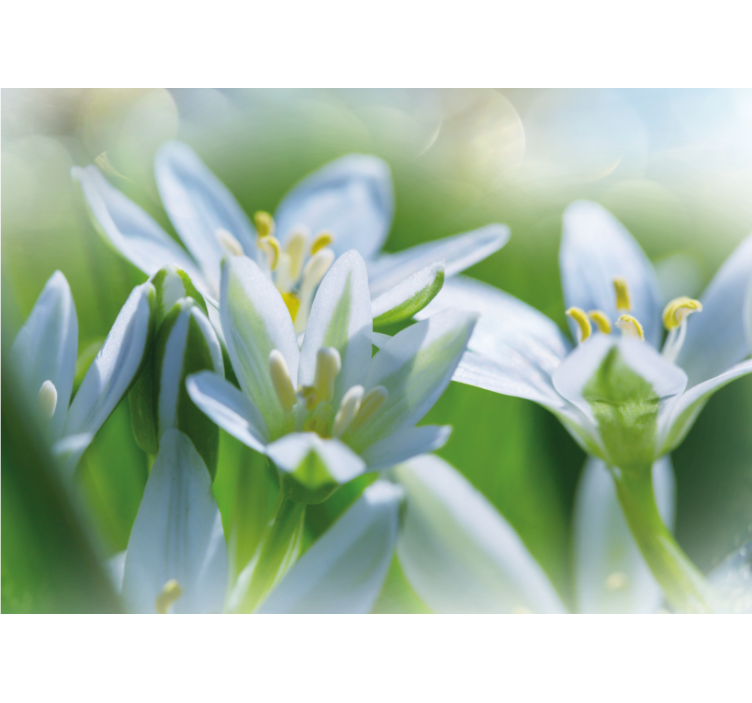 花墙壁画温柔的白色花朵 - TenStickers