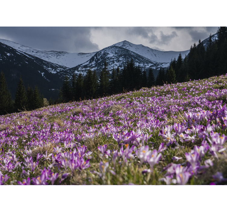 花墙壁画展示秋水仙花田 - TenStickers