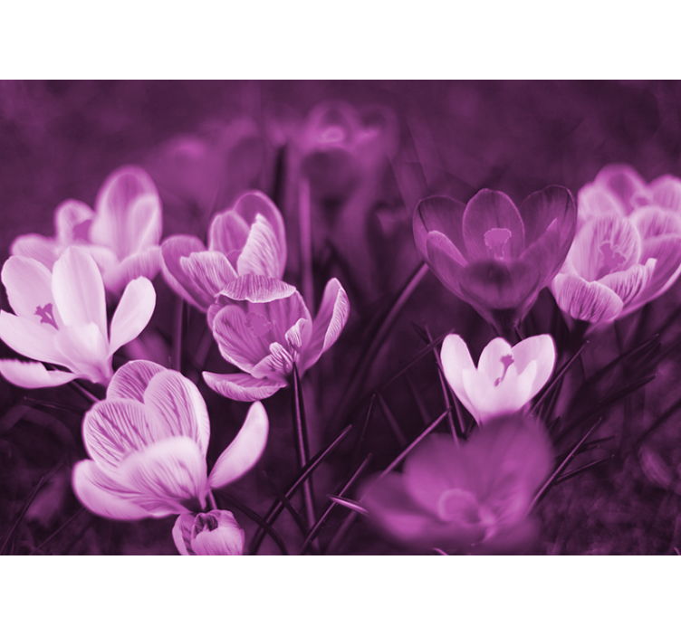 罂粟墙壁画精致花朵绽放 - TenStickers