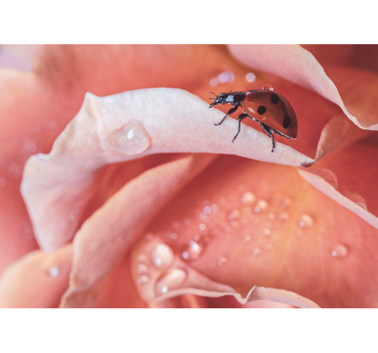 花墙壁画：花瓣上的瓢虫 - TenStickers