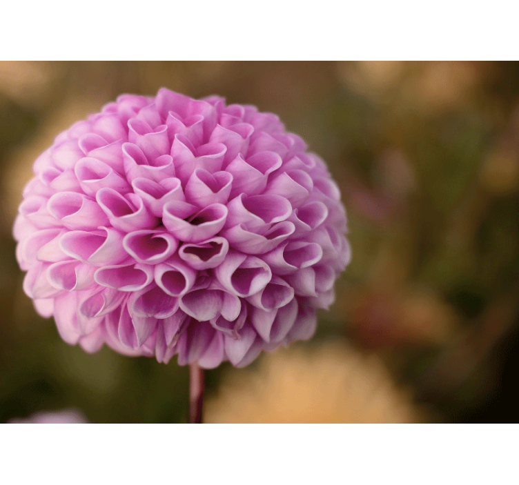 花墙壁画粉色花卉球体 - TenStickers