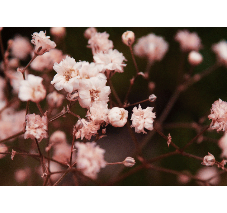 花墙壁画精致绽放的花朵 - TenStickers