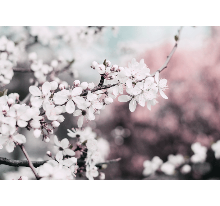 花墙壁画樱花盛开枝 - TenStickers