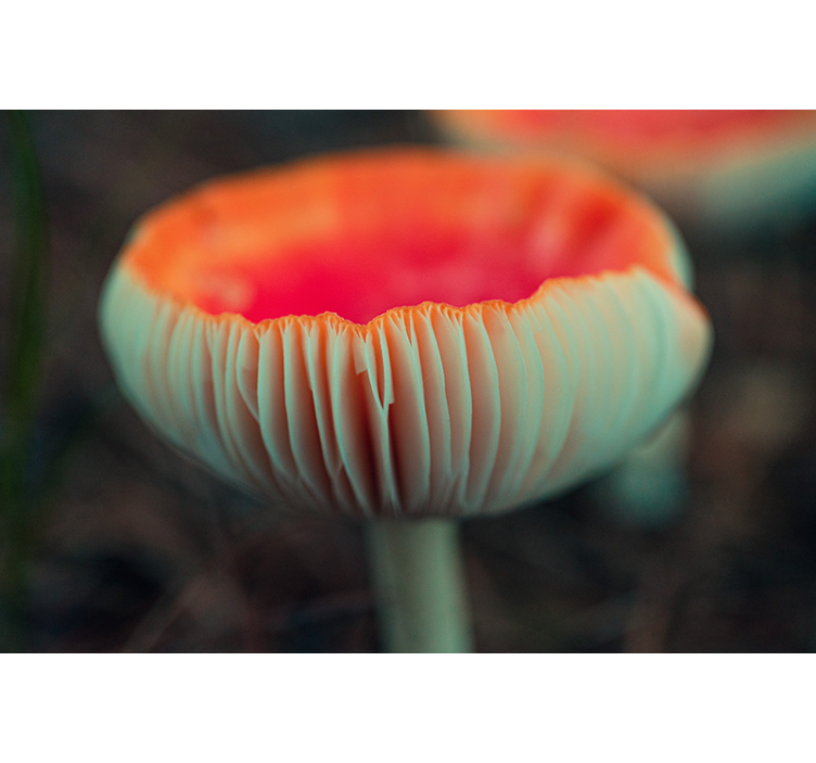 罂粟墙壁画优雅罂粟花朵 - TenStickers