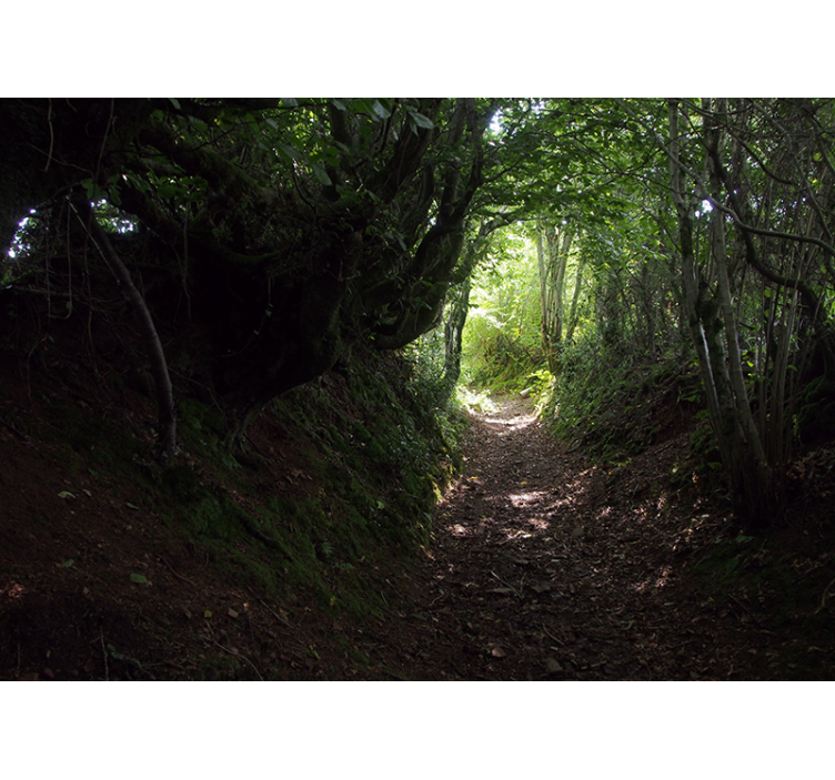 森林墙壁画，森林小径步道 - TenStickers