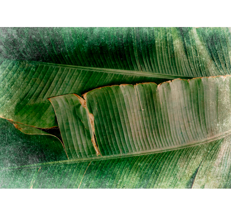 壁画质地生动的叶片层次 - TenStickers