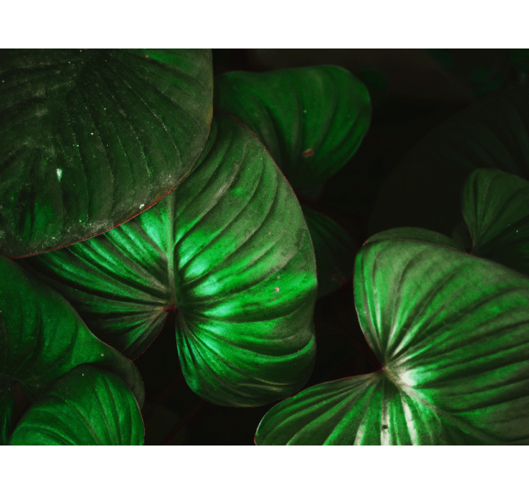 壁画质地生机勃勃的绿色叶子 - TenStickers