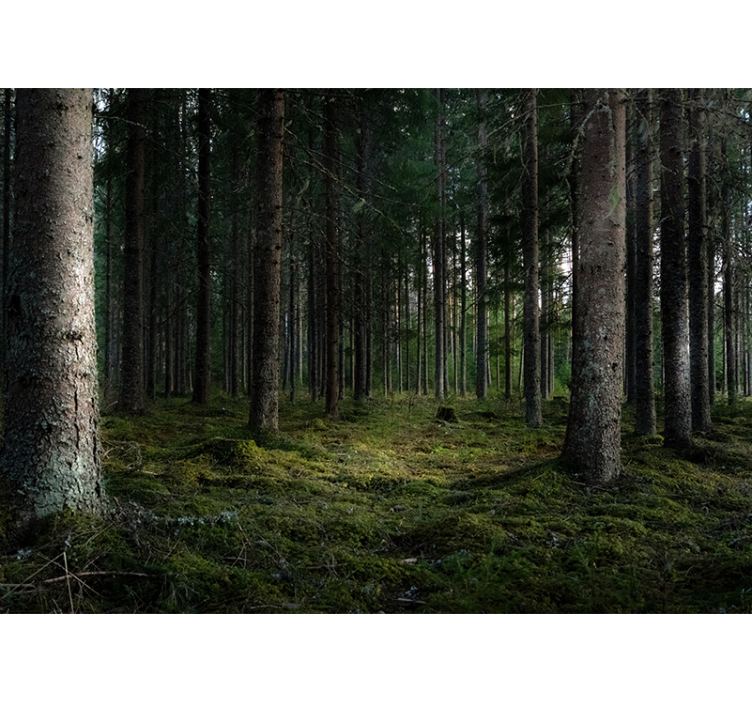 森林墙壁画宁静风景 - TenStickers