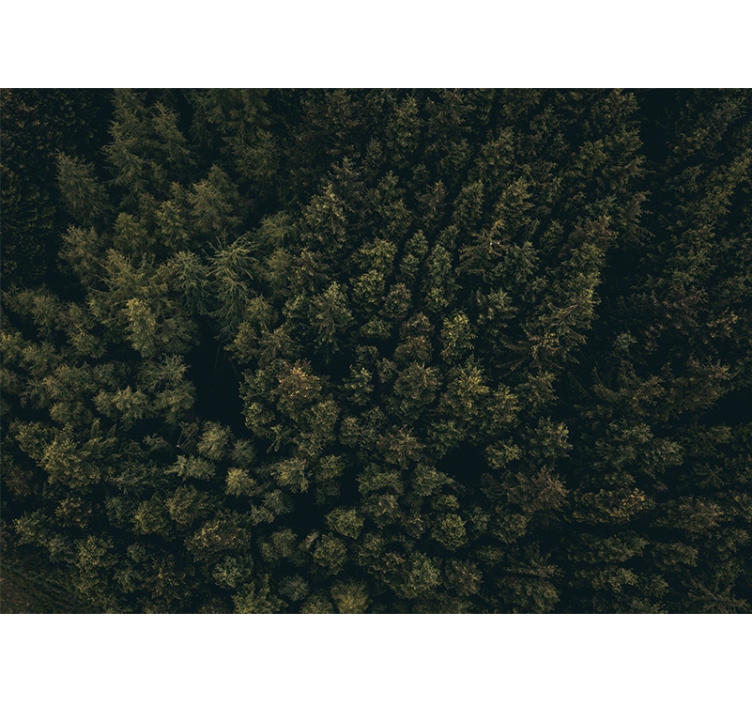 壁画质地呈现郁郁葱葱的绿叶天幕 - TenStickers