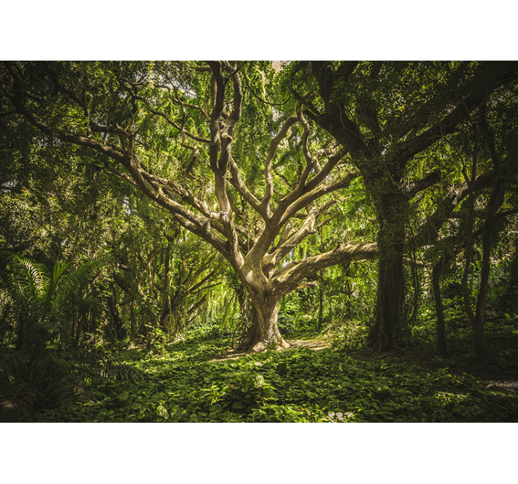 森林墙壁画展现壮丽树冠 - TenStickers