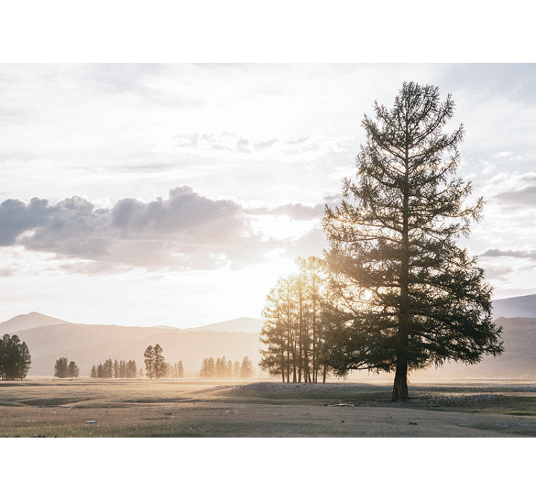 壁画质地宁静松树剪影 - TenStickers