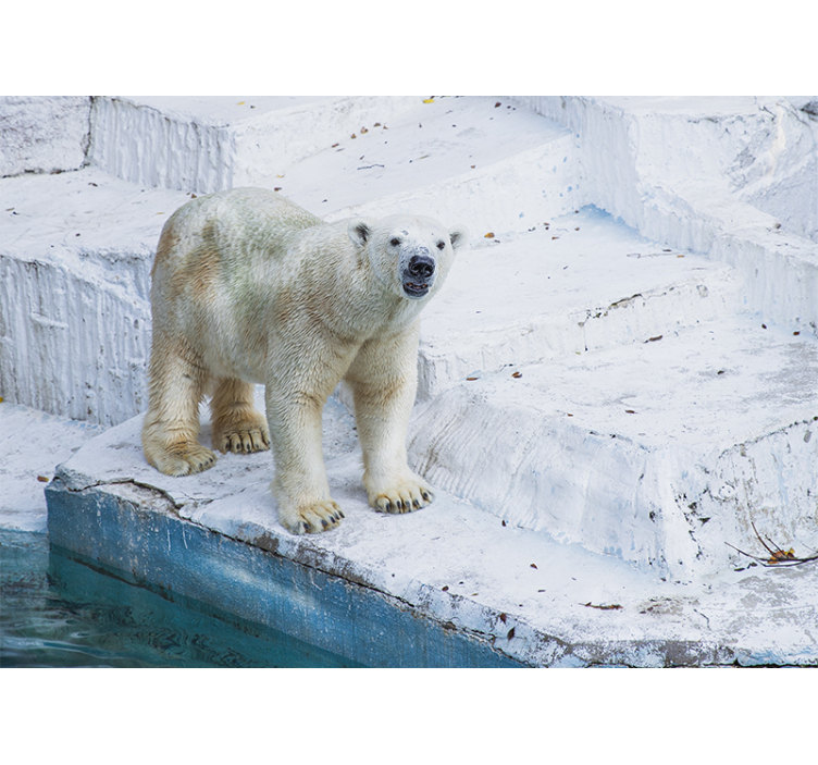 动物墙壁画北极熊姿态 - TenStickers