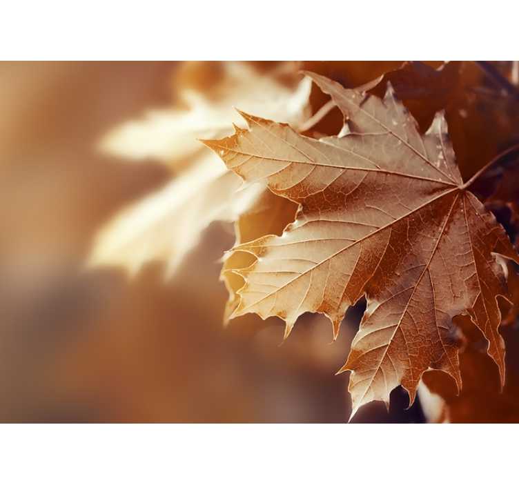 花墙壁画枫叶特写 - TenStickers