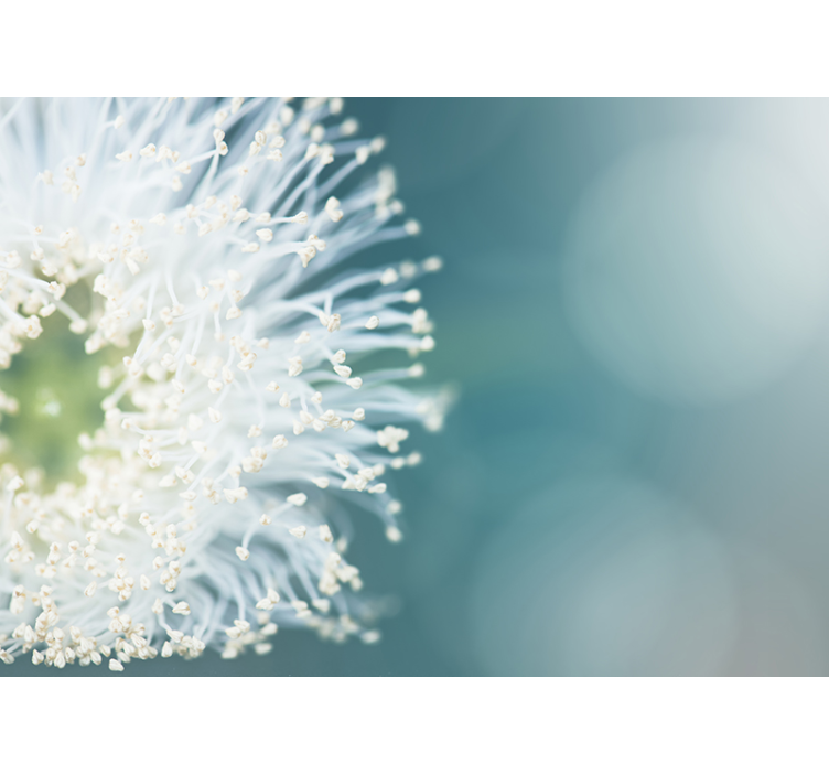 花墙壁画蒲公英种子 - TenStickers