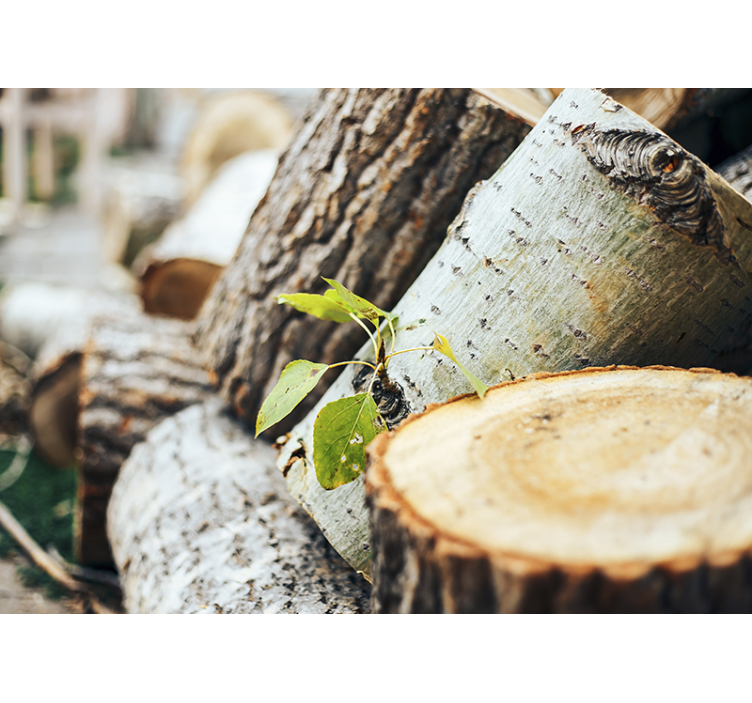 森林墙壁画 木材排列设计 - TenStickers