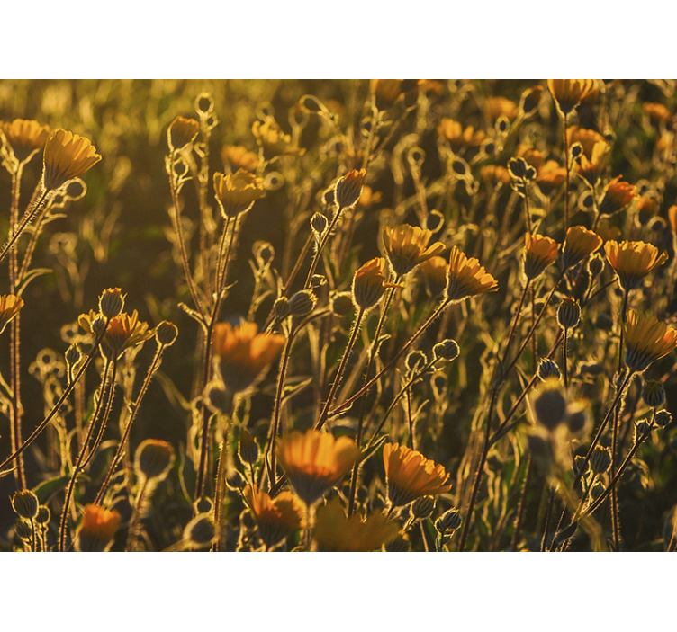 花墙壁画黄金绽放花卉 - TenStickers