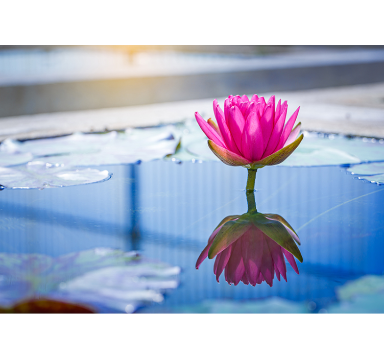 禅宗环境带来莲花宁静 - TenStickers