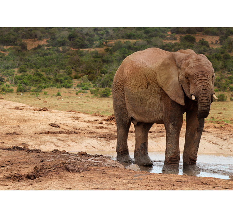 动物墙壁画 大象遭遇 - TenStickers