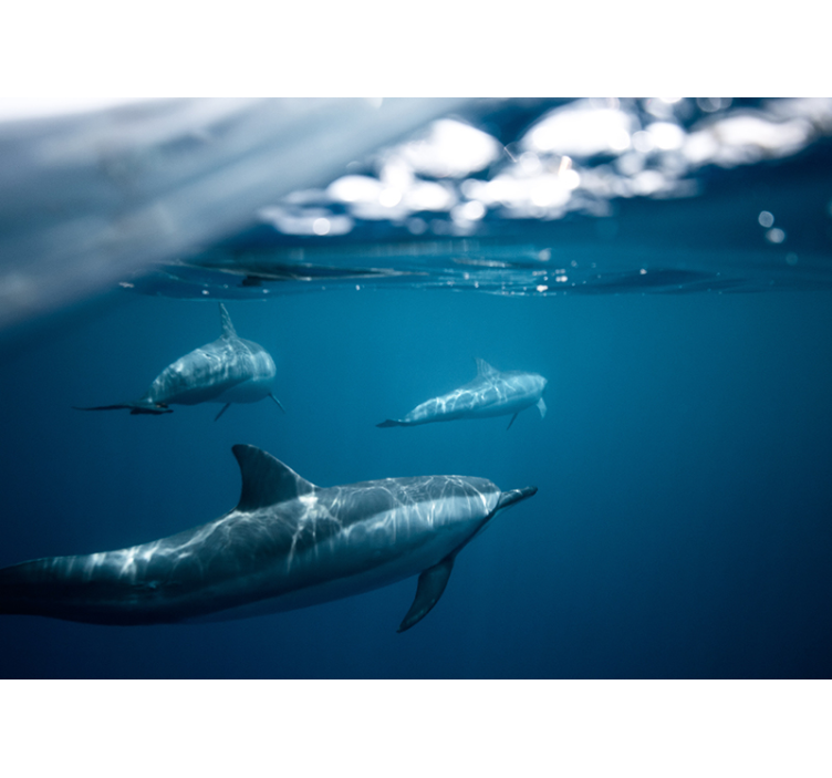 动物墙壁画 游泳的海豚场景 - TenStickers