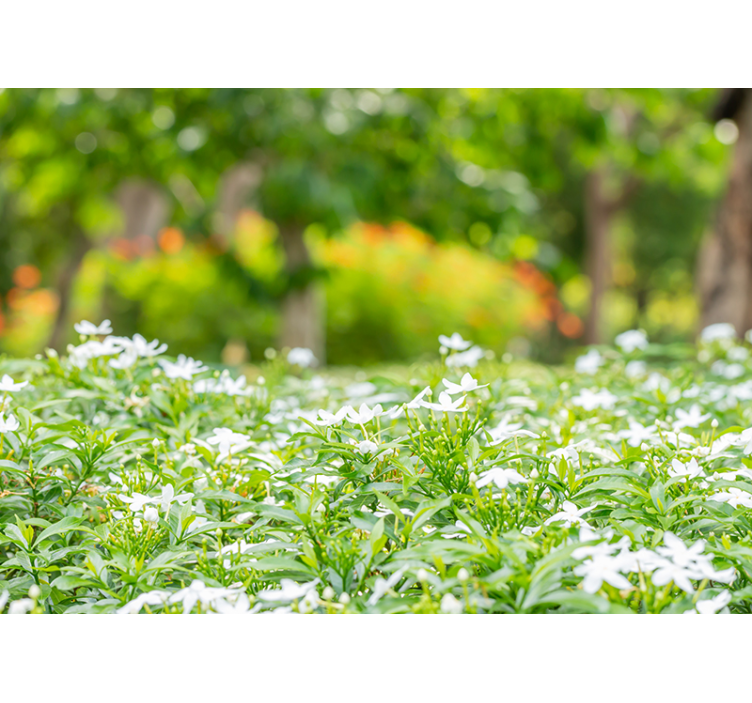 花墙壁画绚丽白色花朵 - TenStickers