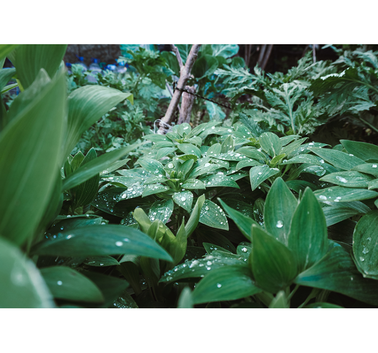 壁画质地 郁郁葱葱的绿色纹理 - TenStickers