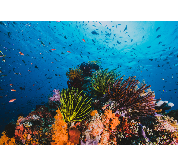 壁画海景水下珊瑚天堂 - TenStickers